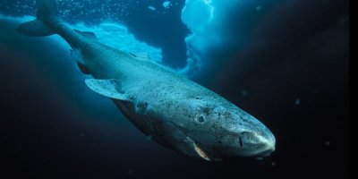 The oldest Greenland shark found by researchers was most likely around 392 years old, although the range of possible ages stretches from 272 to 512 years.